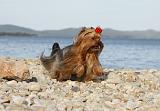 YORKSHIRE TERRIER 344